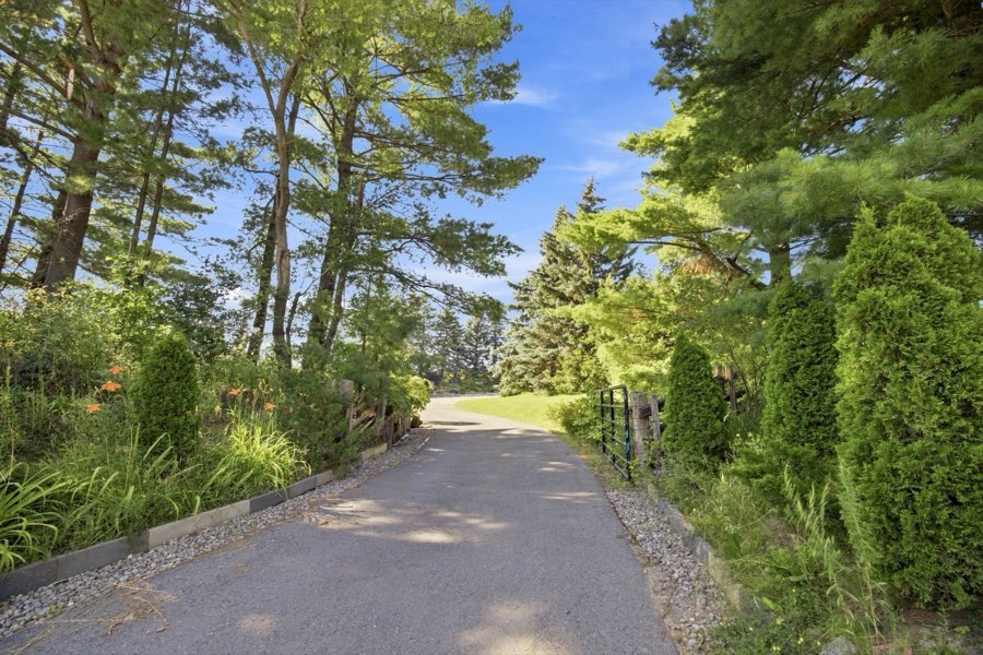 Curving gravel driveway climbing between mature pines and planted borders